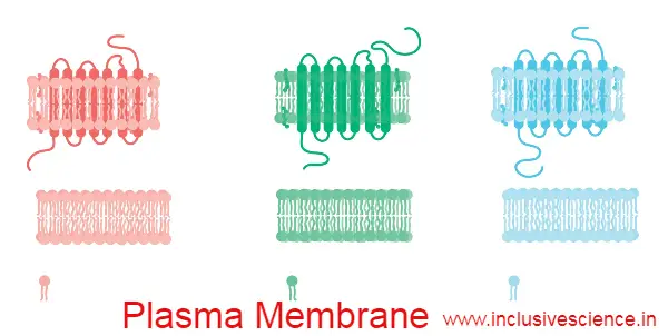 Plasma Membrane in Hindi