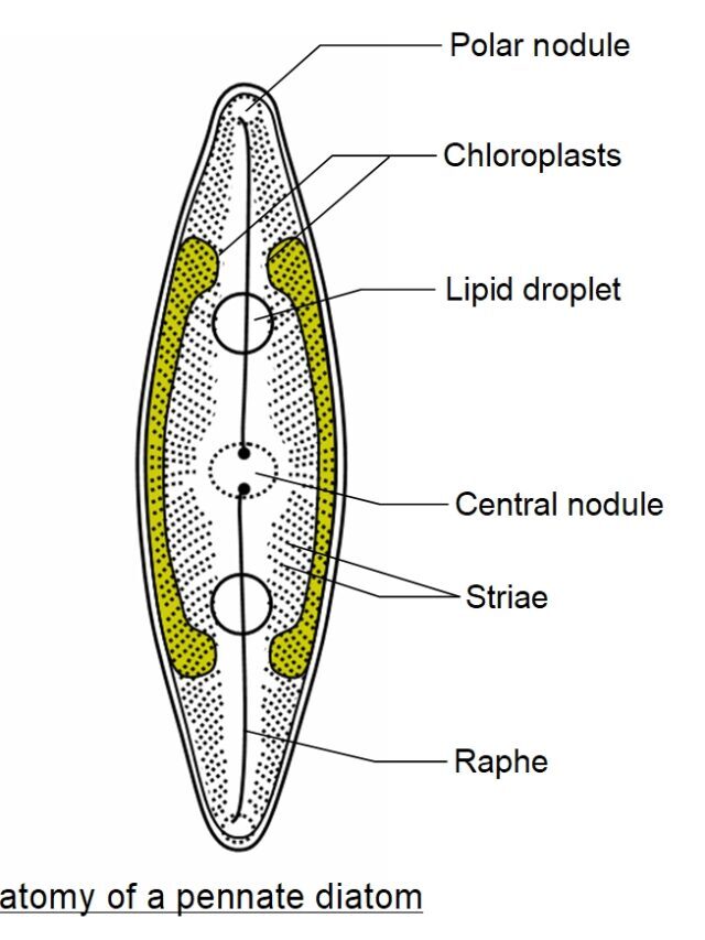 Diatom क्या होते है? पूरी जानकारी – 2023