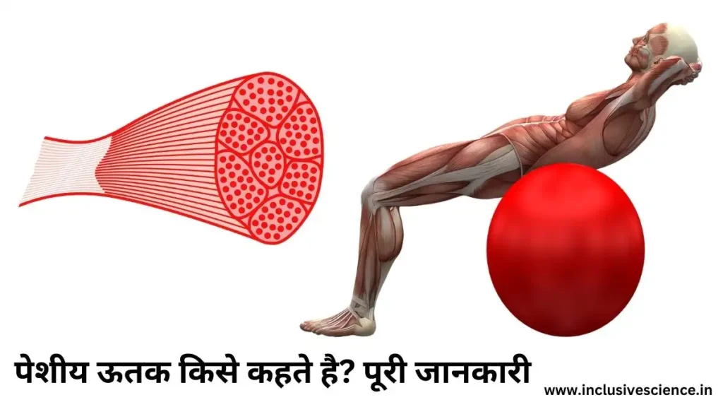 पेशीय ऊतक muscular tissue peshi utak