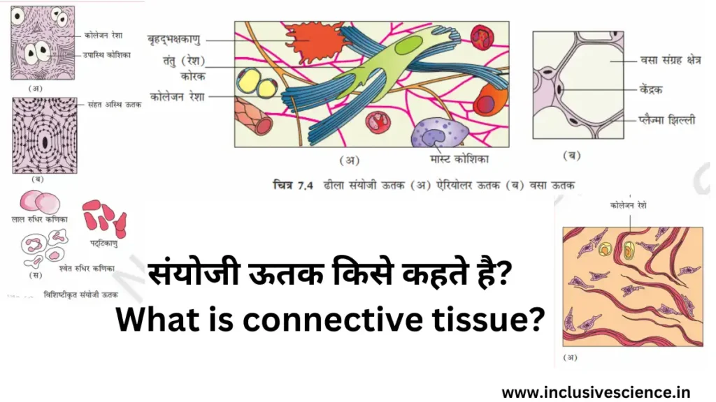 संयोजी ऊतक किसे कहते है sanyoji utak connective tissue