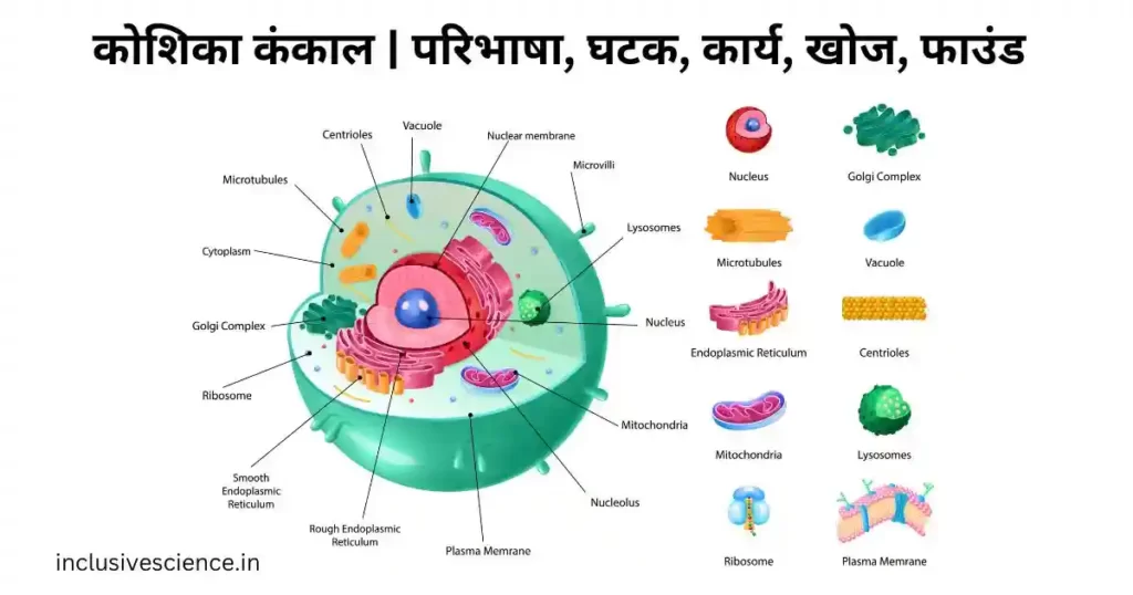 कोशिका कंकाल किसे कहते हैं cytoskeleton in hindi