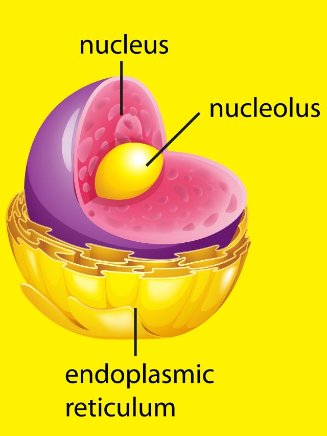 केंद्रिका nucleolus